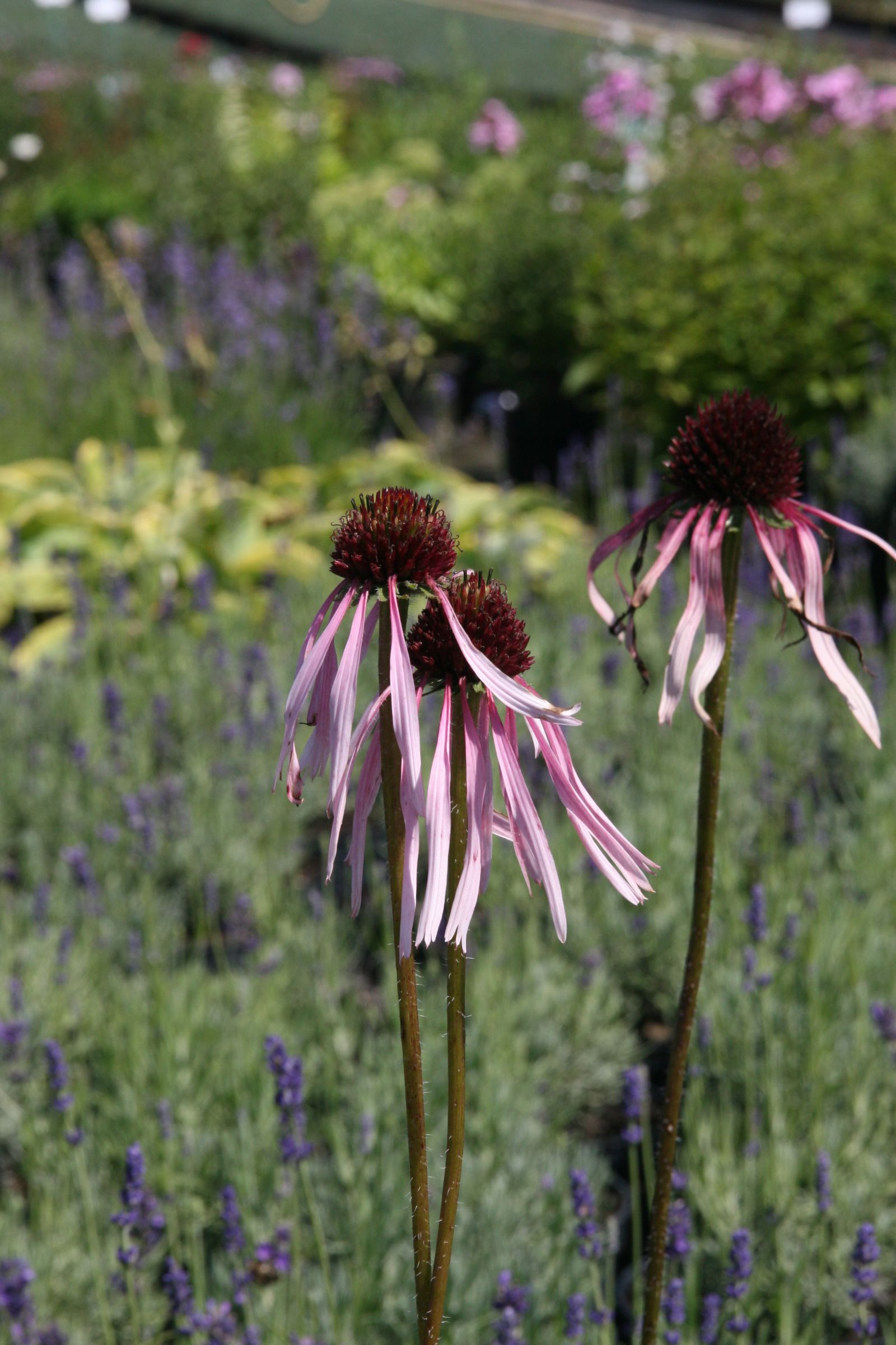 Echinacea pallida