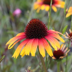 Echinacea purpurea 'Parrot'