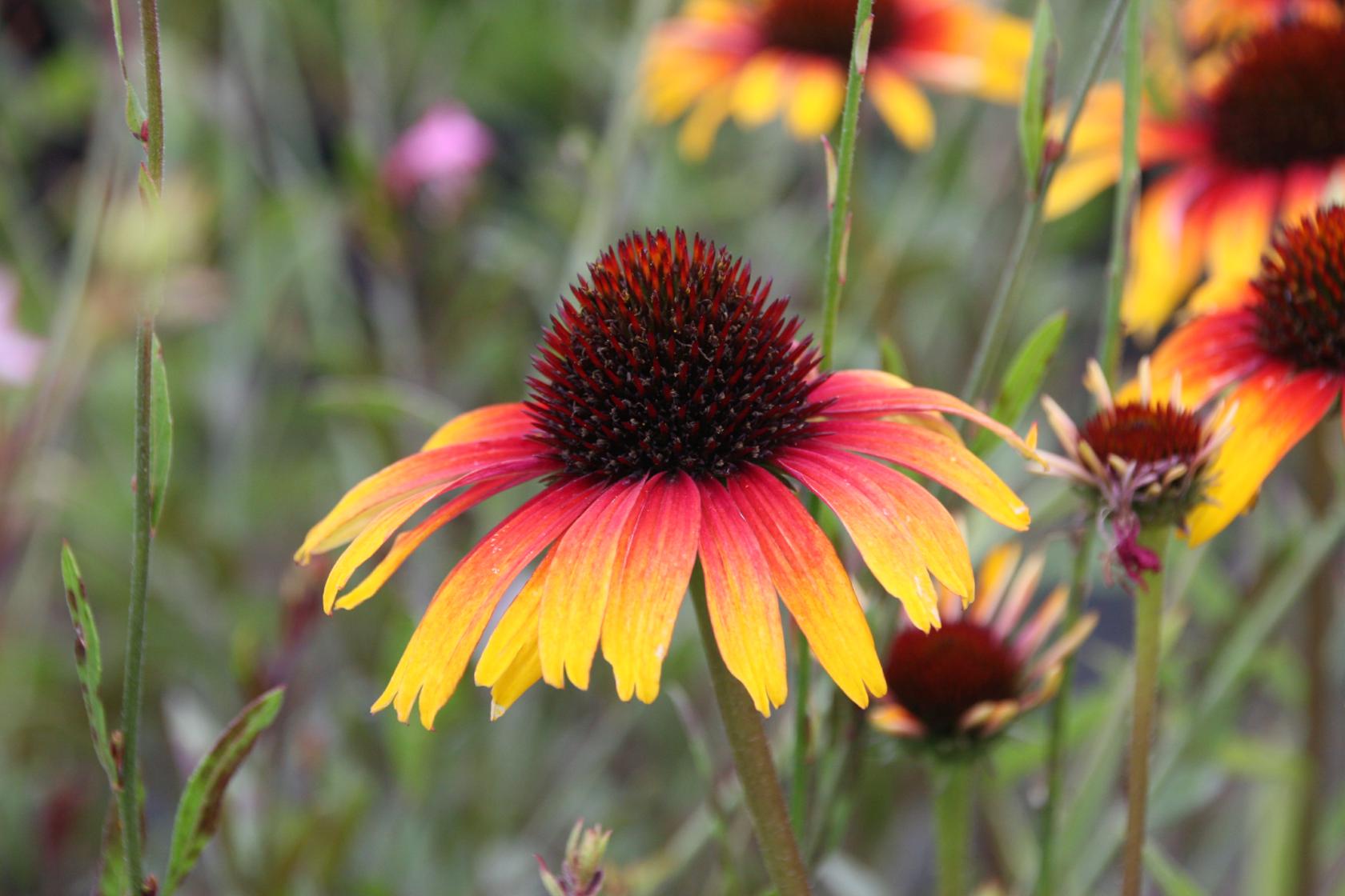 Echinacea purpurea 'Parrot'