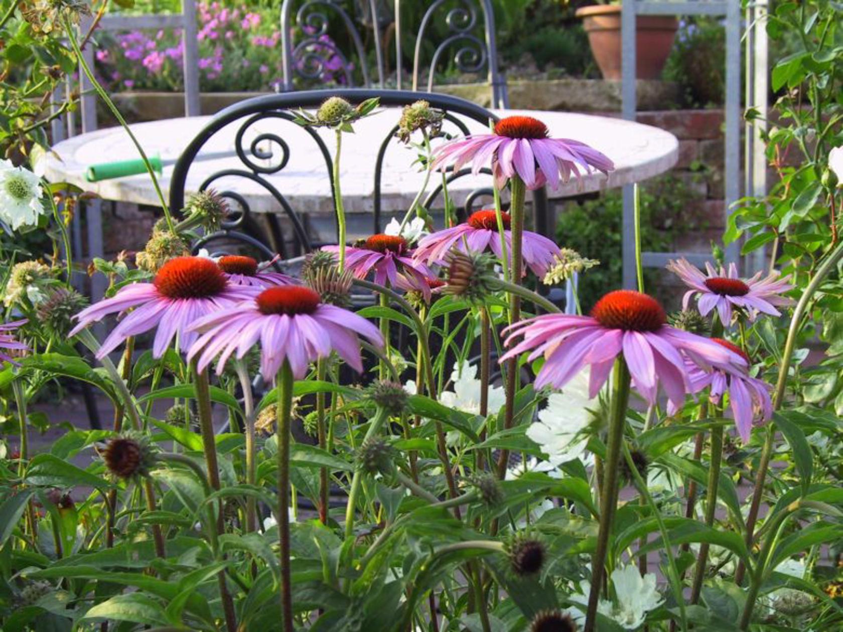 Echinacea purpurea 'Magnus'