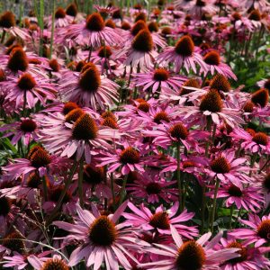 Echinacea purpurea 'Rubinstern'