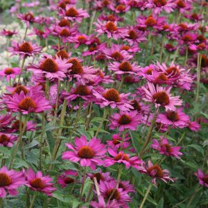 Echinacea purpurea 'Rubinstern'