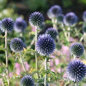 Echinops bannaticus 'Blue Glow'