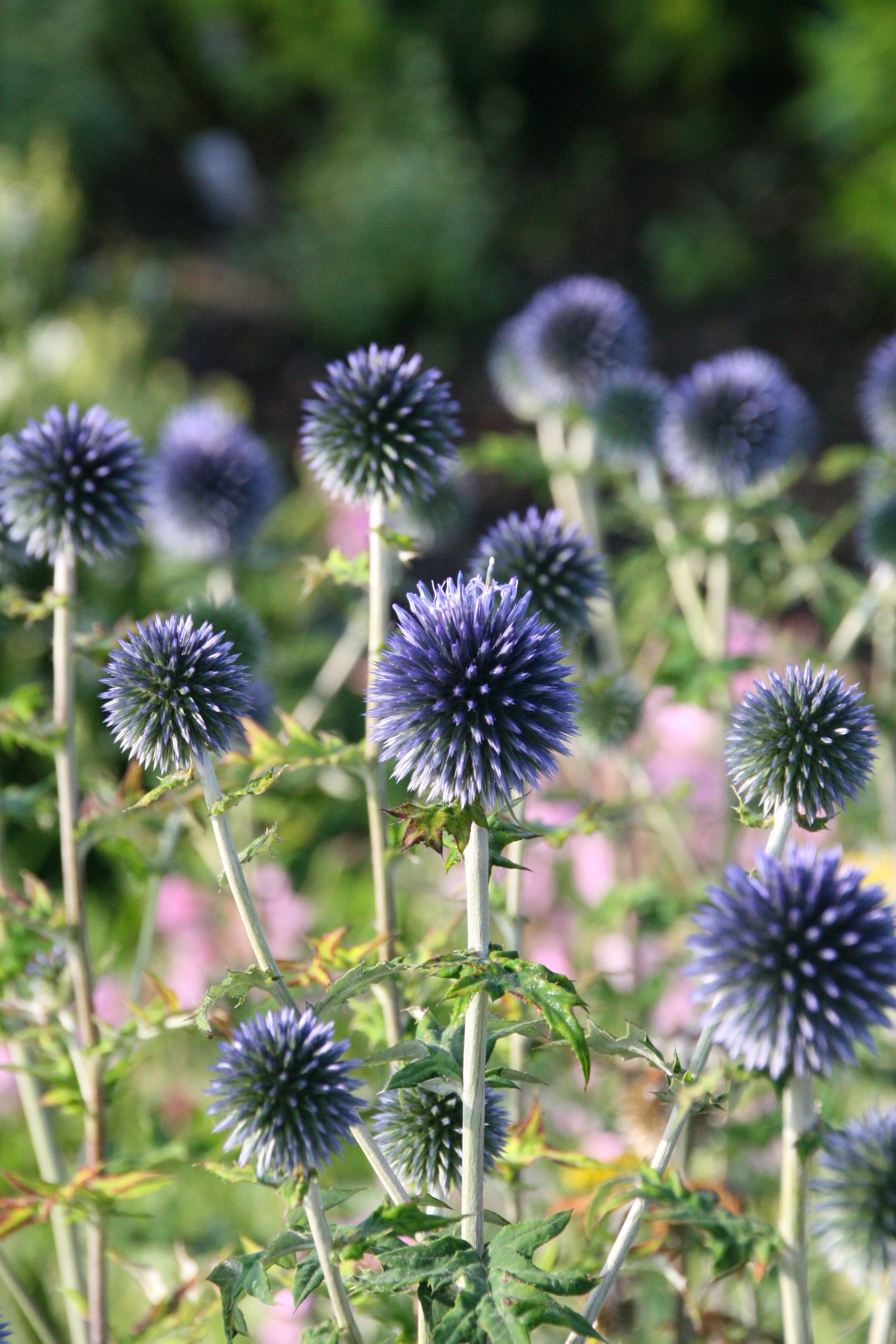 Echinops bannaticus 'Blue Glow'