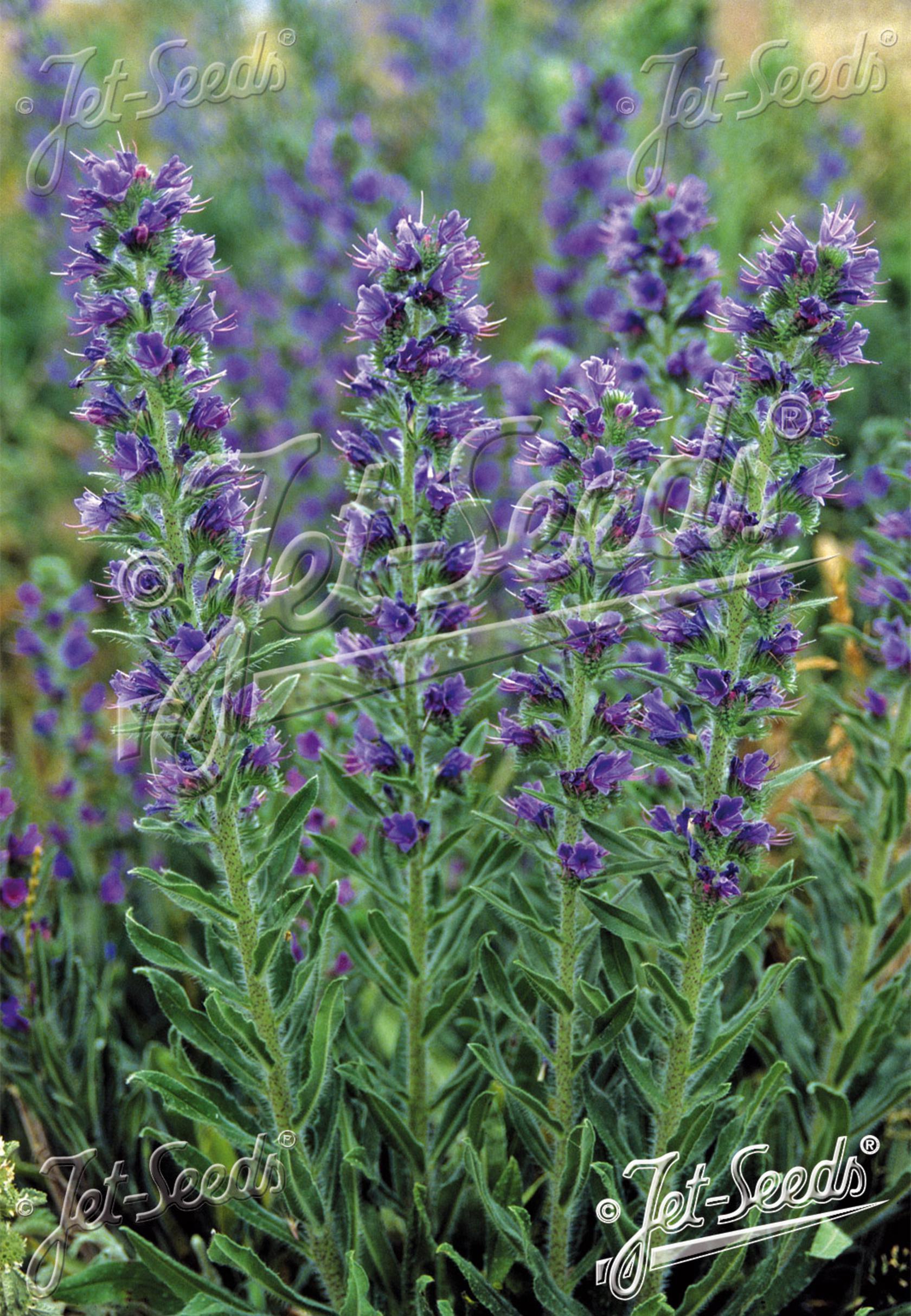 Echium vulgare
