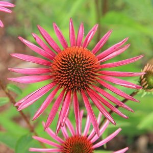 Echinacea purpurea 'Pica Bella'  (S)