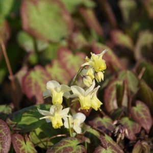 Epimedium x versicolor 'Sulphureum'