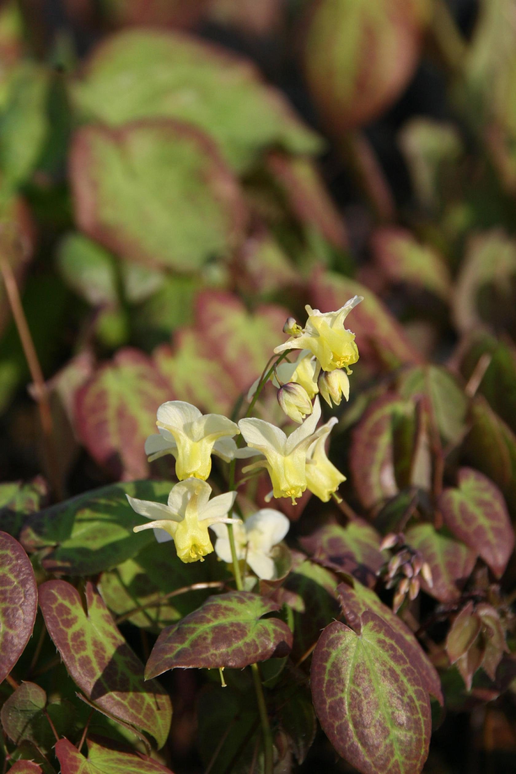 Epimedium x versicolor 'Sulphureum'