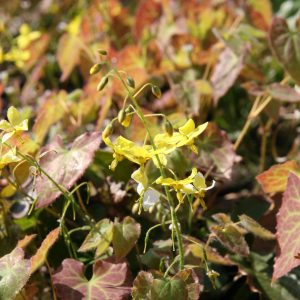 Epimedium x perralchicum 'Frohnleiten'