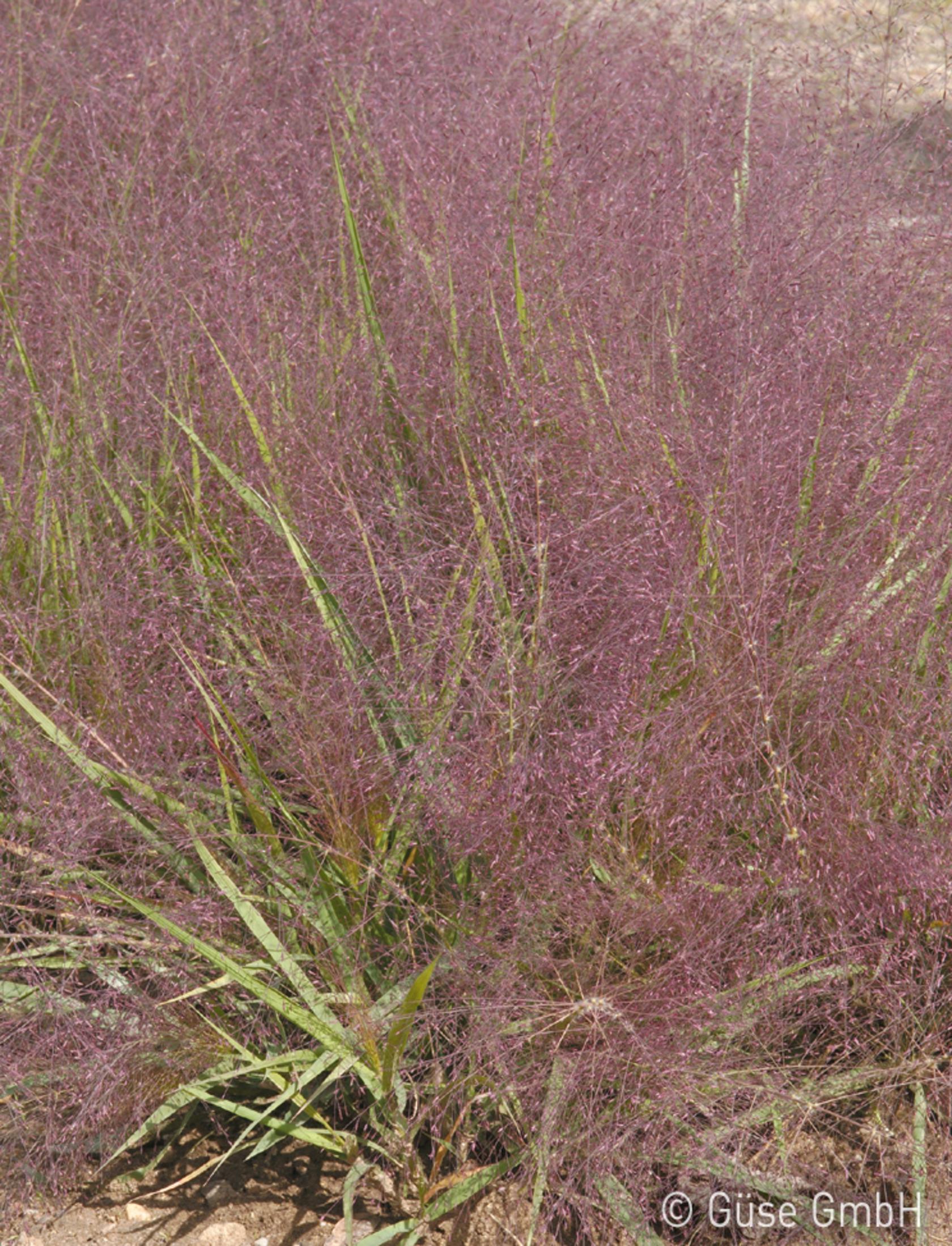 Eragrostis spectabilis