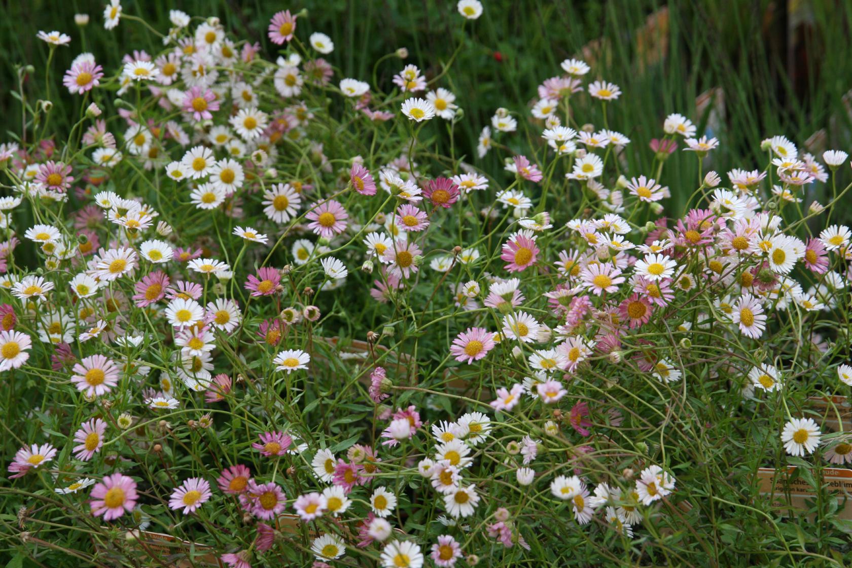 Erigeron karvinskianus 'Blütenmeer'