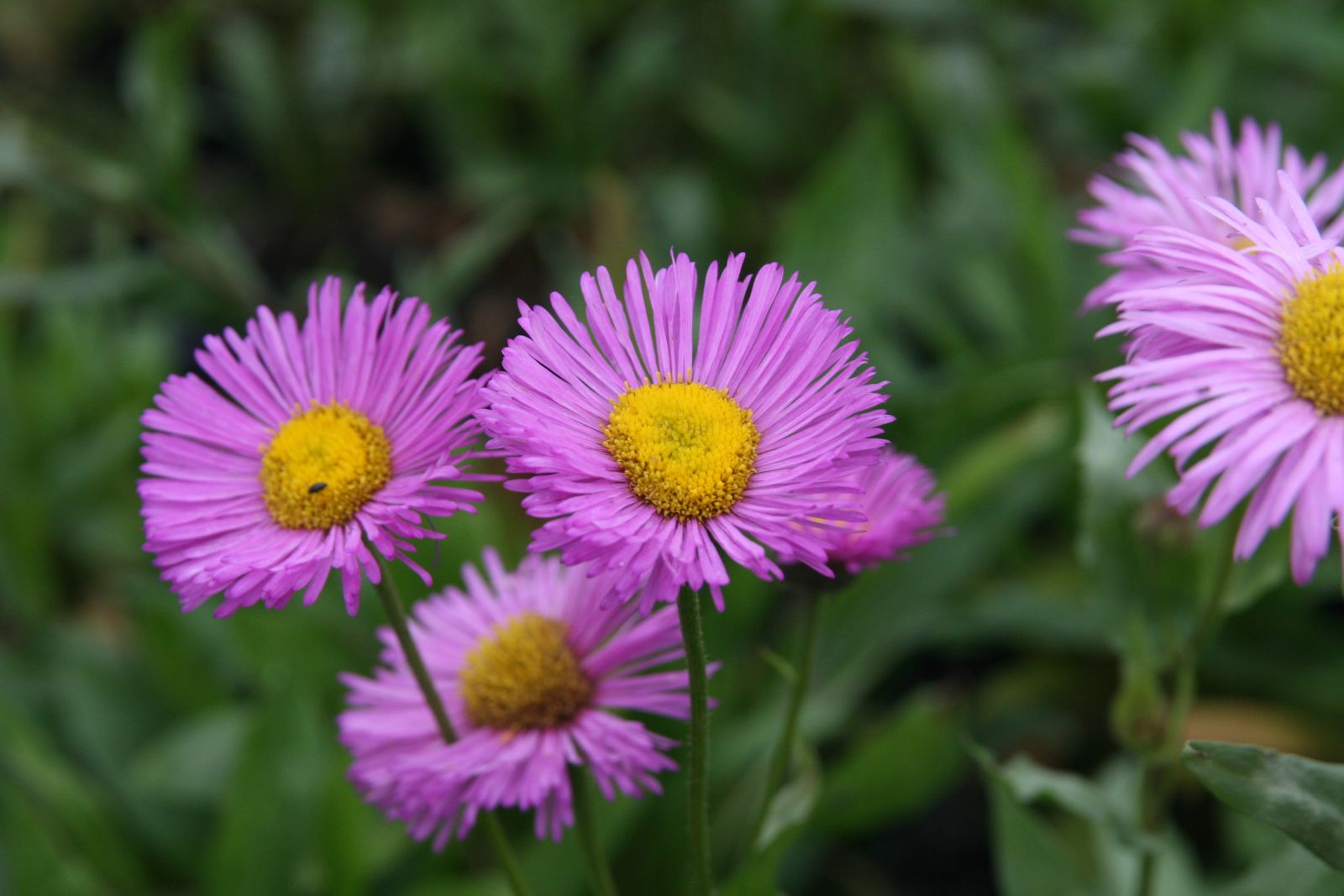 Erigeron x cult. 'Rosa Juwel'