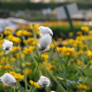 Eriophorum vaginatum