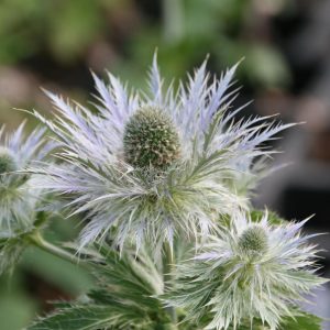 Eryngium alpinum 'Blue Star'