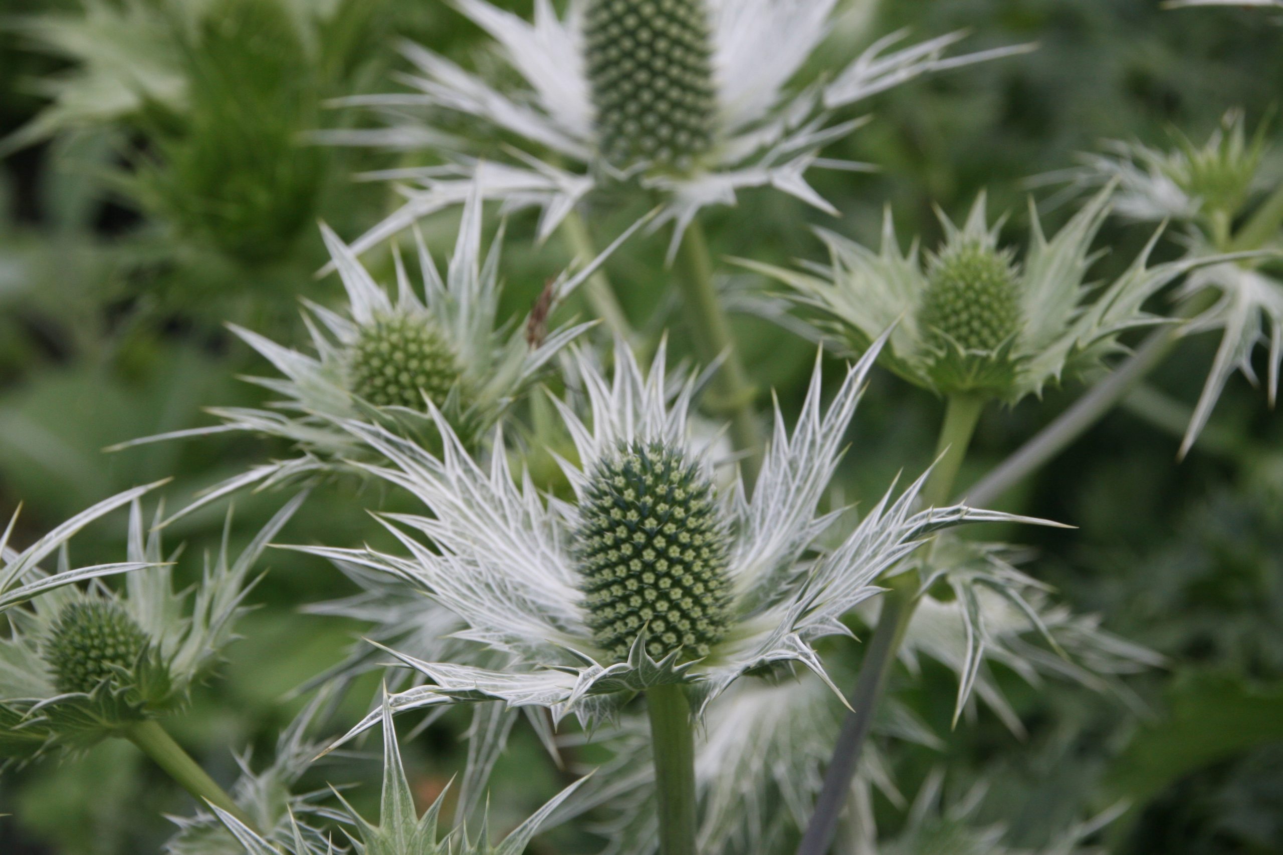 Eryngium giganteum 'Silver Ghost'