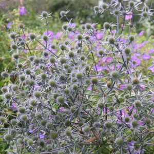 Eryngium planum 'Blaukappe'