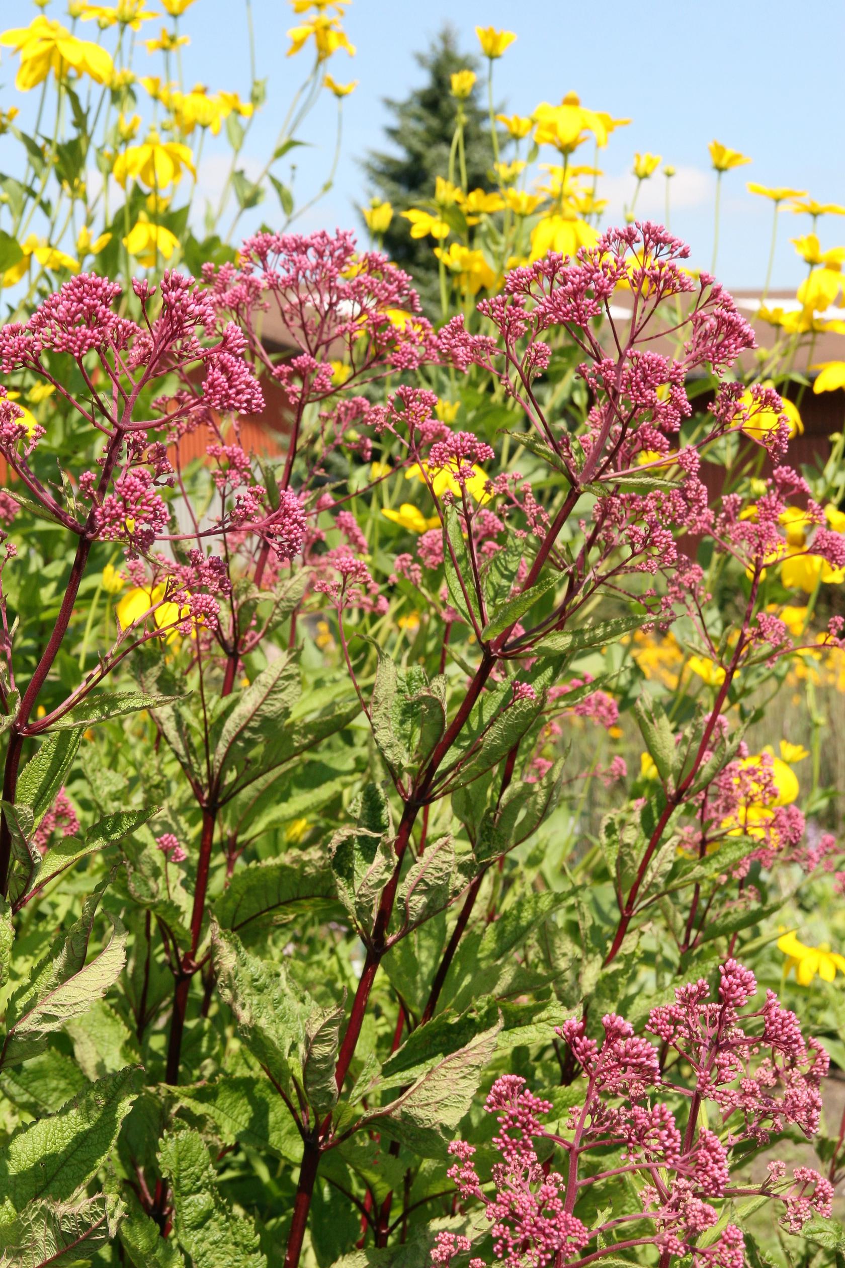 Eupatorium fistulosum 'Atropurpureum'