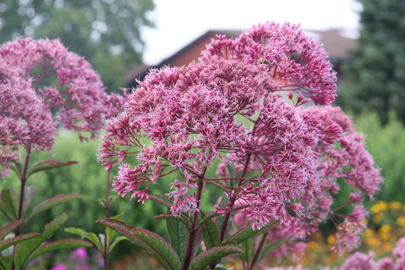 Eupatorium fistulosum 'Riesenschirm'