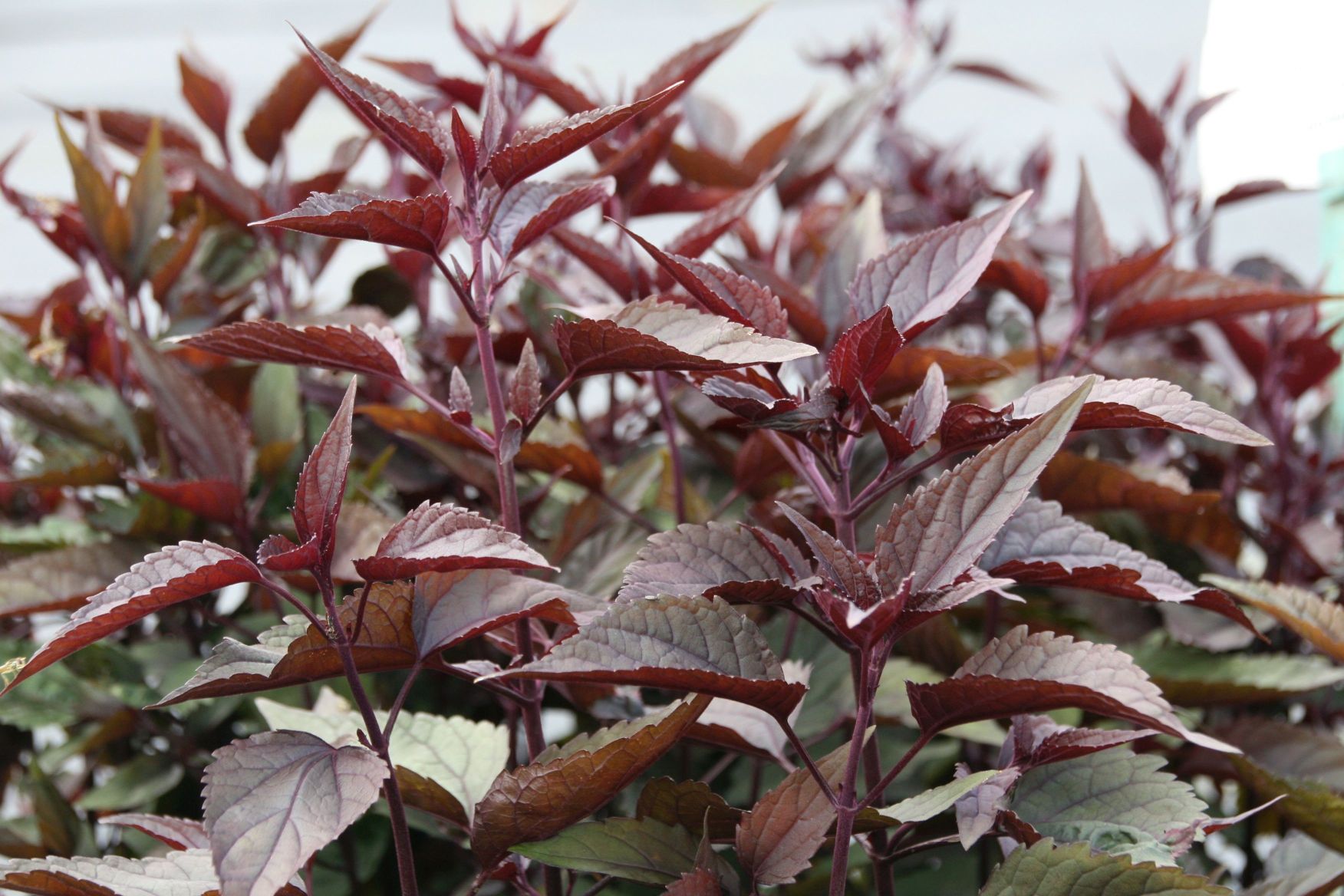 Eupatorium rugosum 'Chocolate'