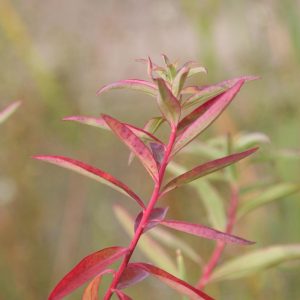 Euphorbia palustris 'Teichlaterne'