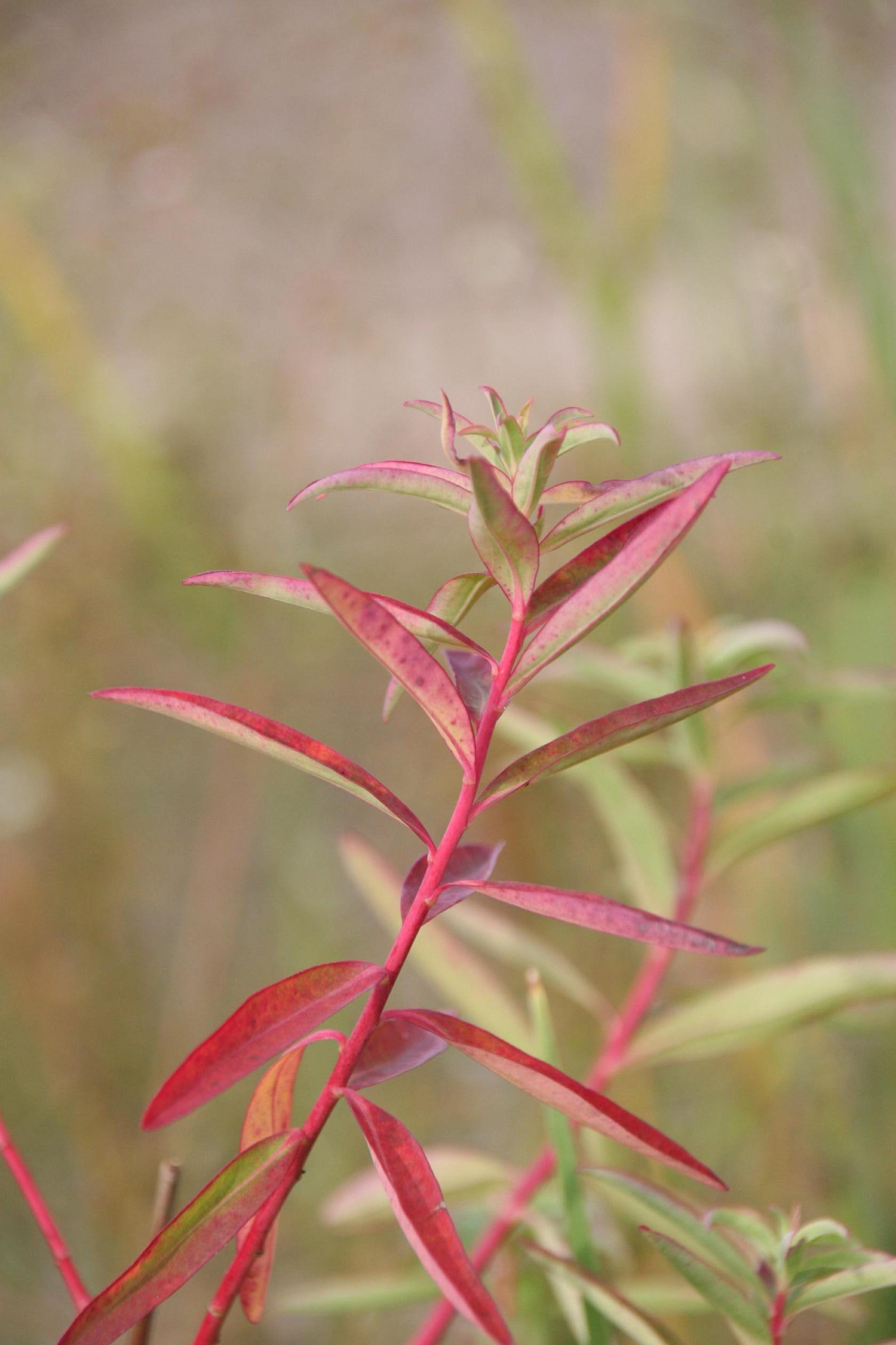 Euphorbia palustris 'Teichlaterne'