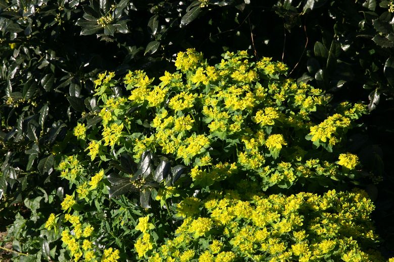 Euphorbia epithymoides (-polychroma)