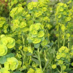 Euphorbia amygdaloides var.robbiae