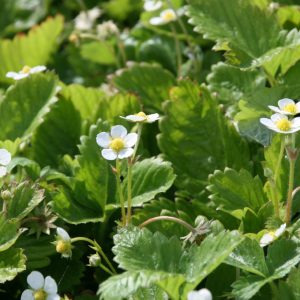 Fragaria vesca var.semperfl.'Rügen'