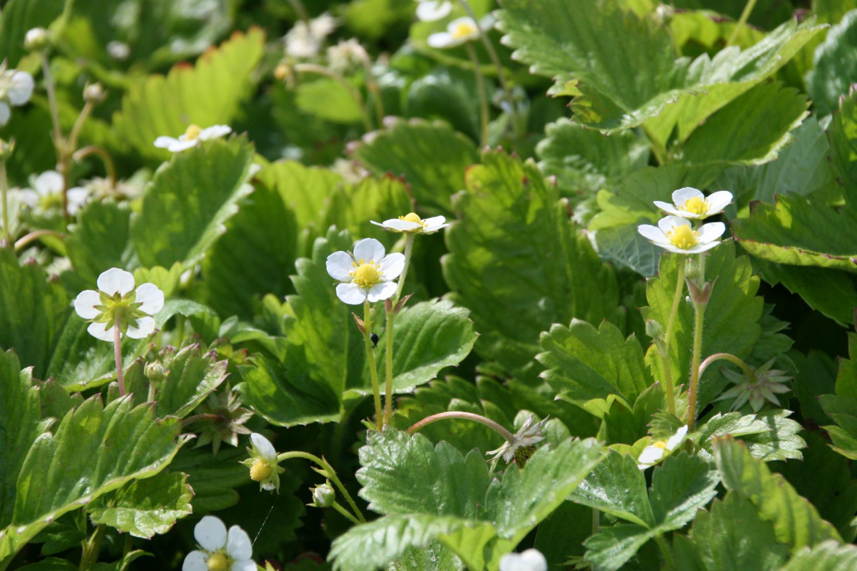 Fragaria vesca var.semperfl.'Rügen'