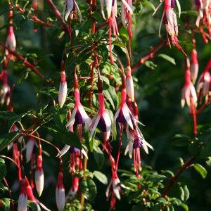 Fuchsia magellanica var. Arauco