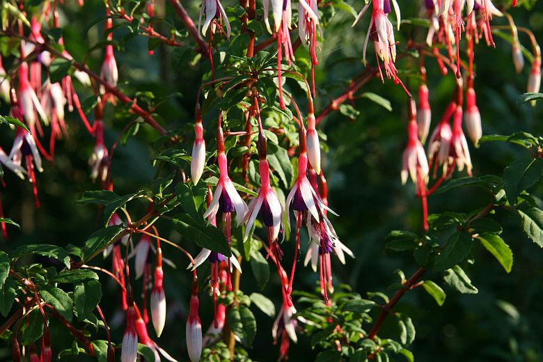 Fuchsia magellanica var. Arauco