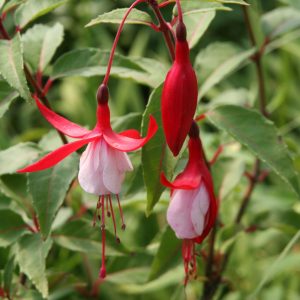 Fuchsia magellanica 'Madame Cornelissen'