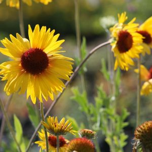 Gaillardia x grandiflora 'Amber Wheels'
