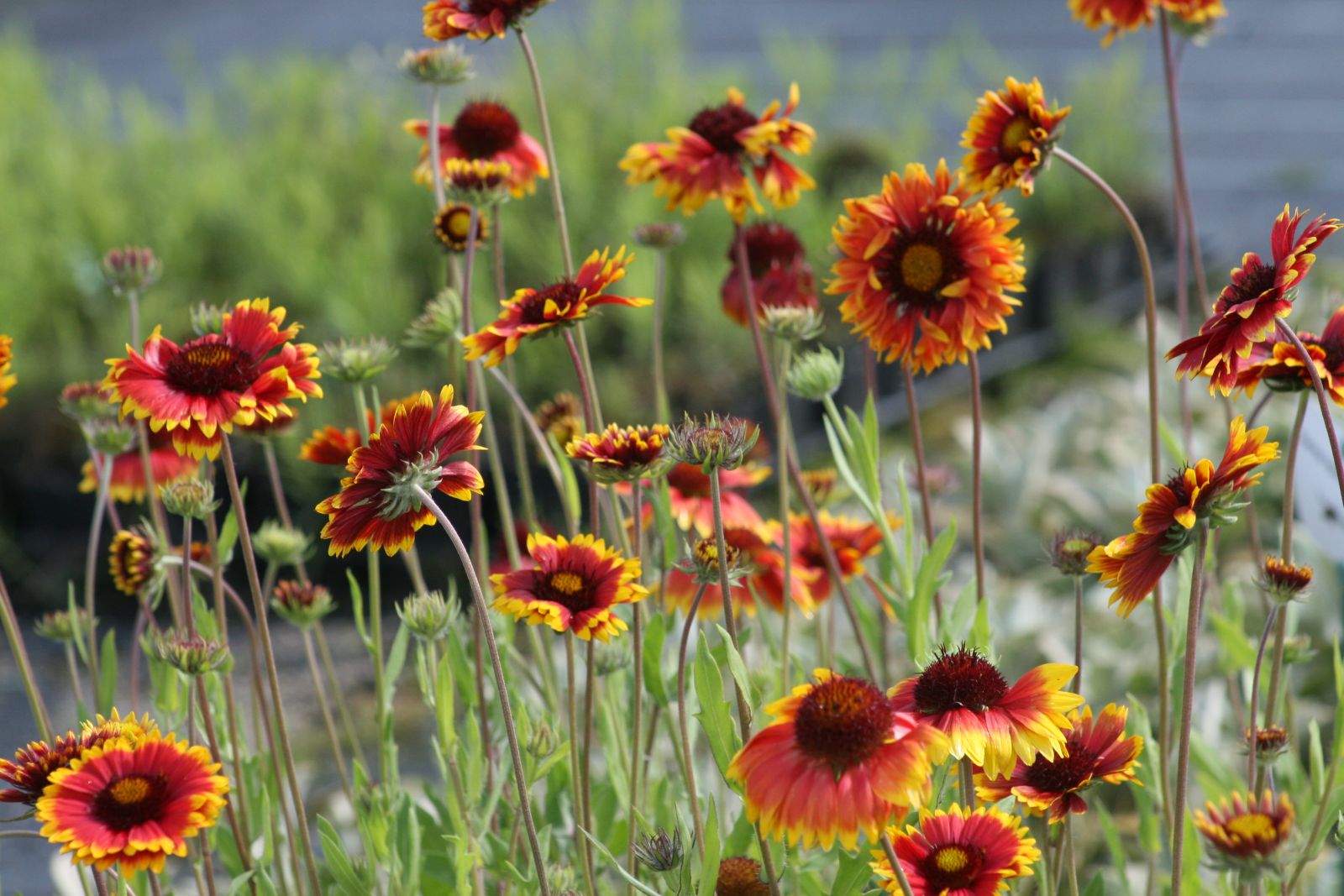 Gaillardia x grandiflora 'Bremen'