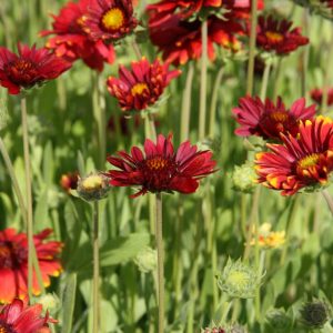 Gaillardia x grandiflora 'Burgunder'