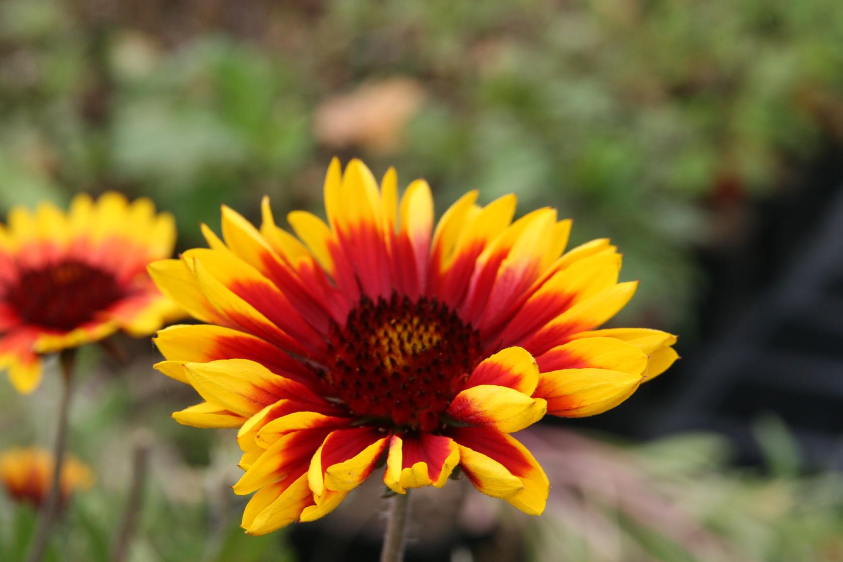 Gaillardia x grandiflora 'Kobold'