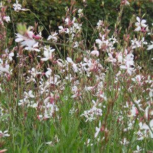 Gaura lindheimerii