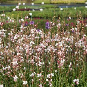 Gaura lindheimeri 'Summer Breeze'