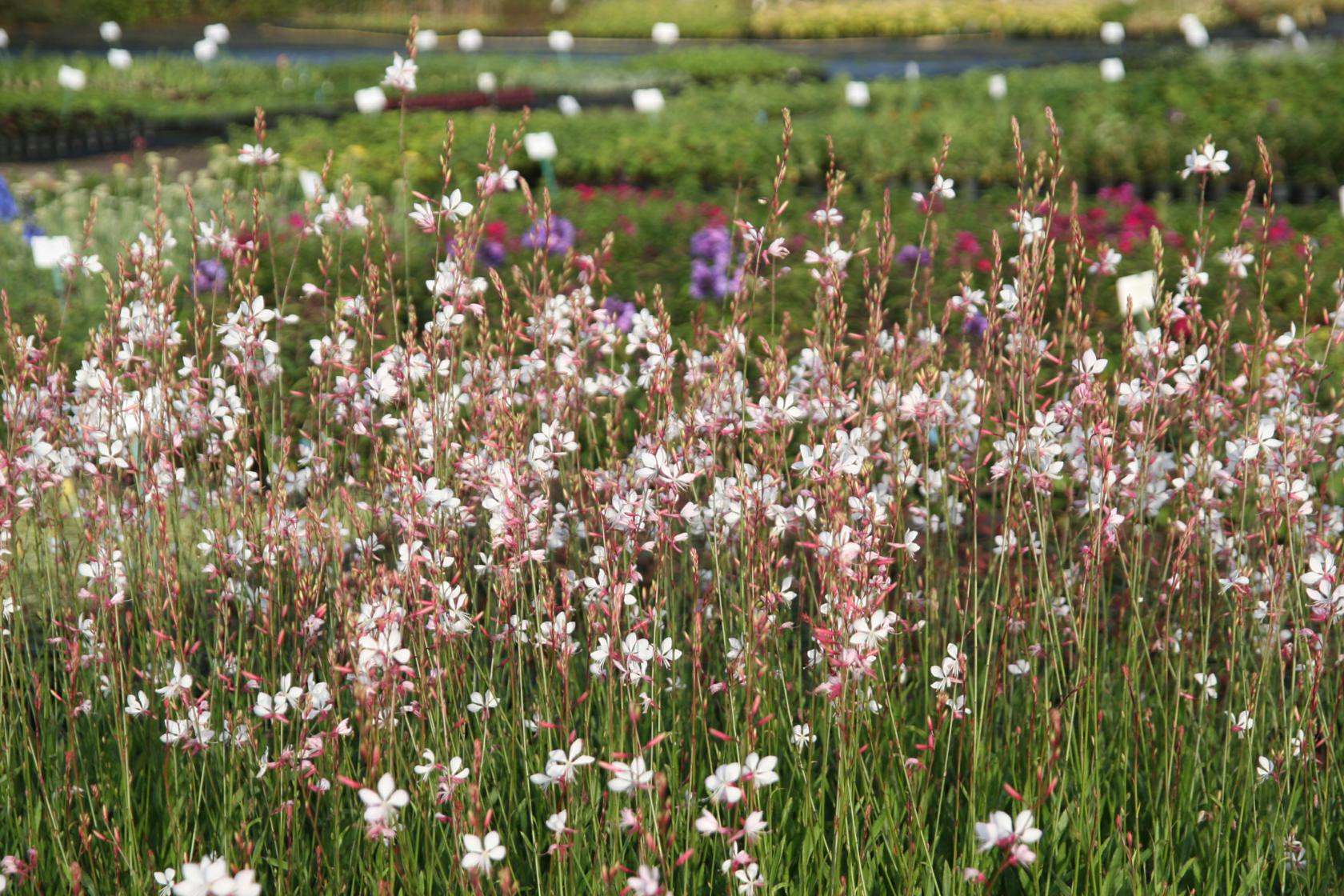 Gaura lindheimeri 'Summer Breeze'