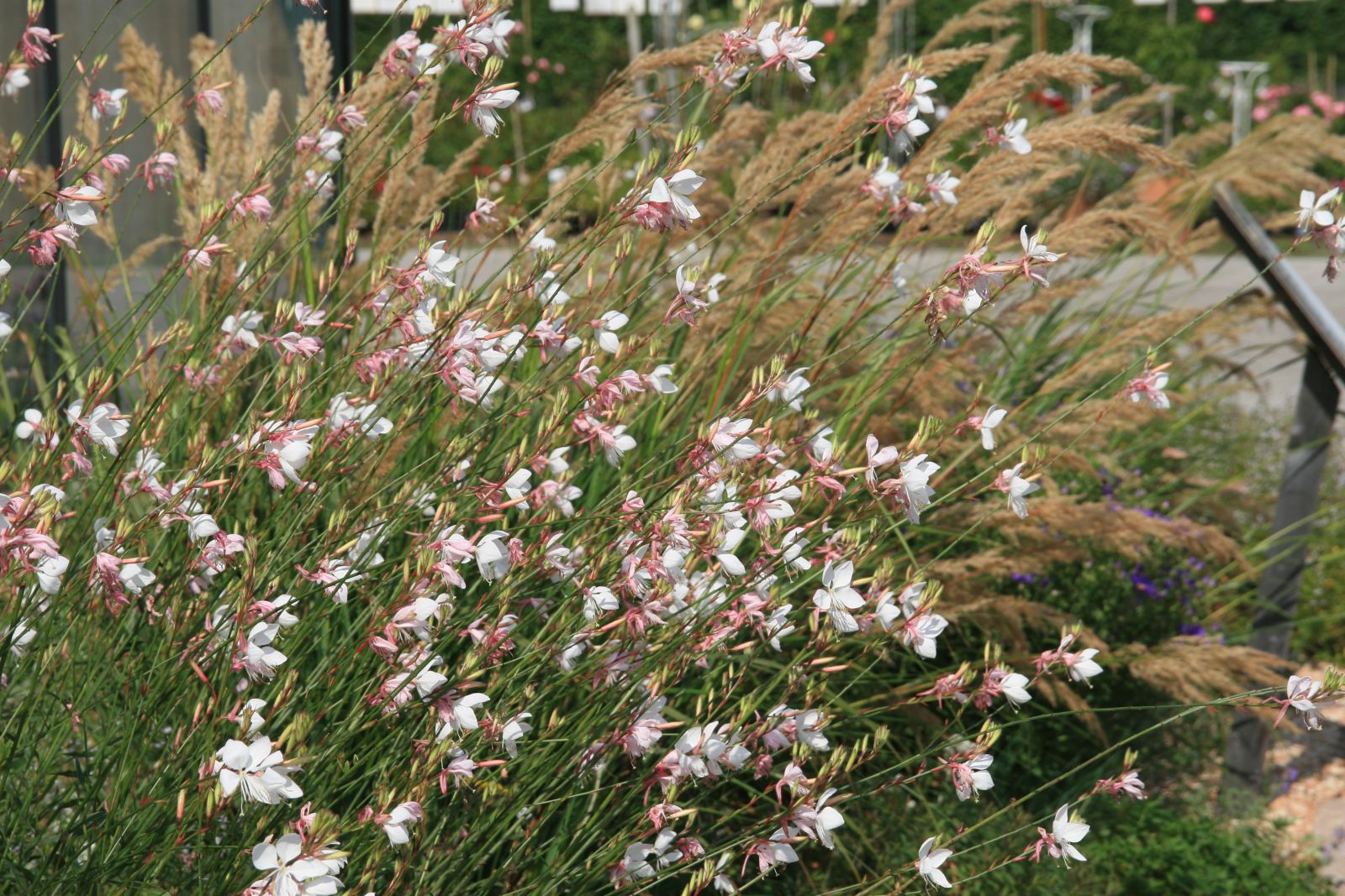 Gaura lindheimeri 'Wirrling Butterflies'