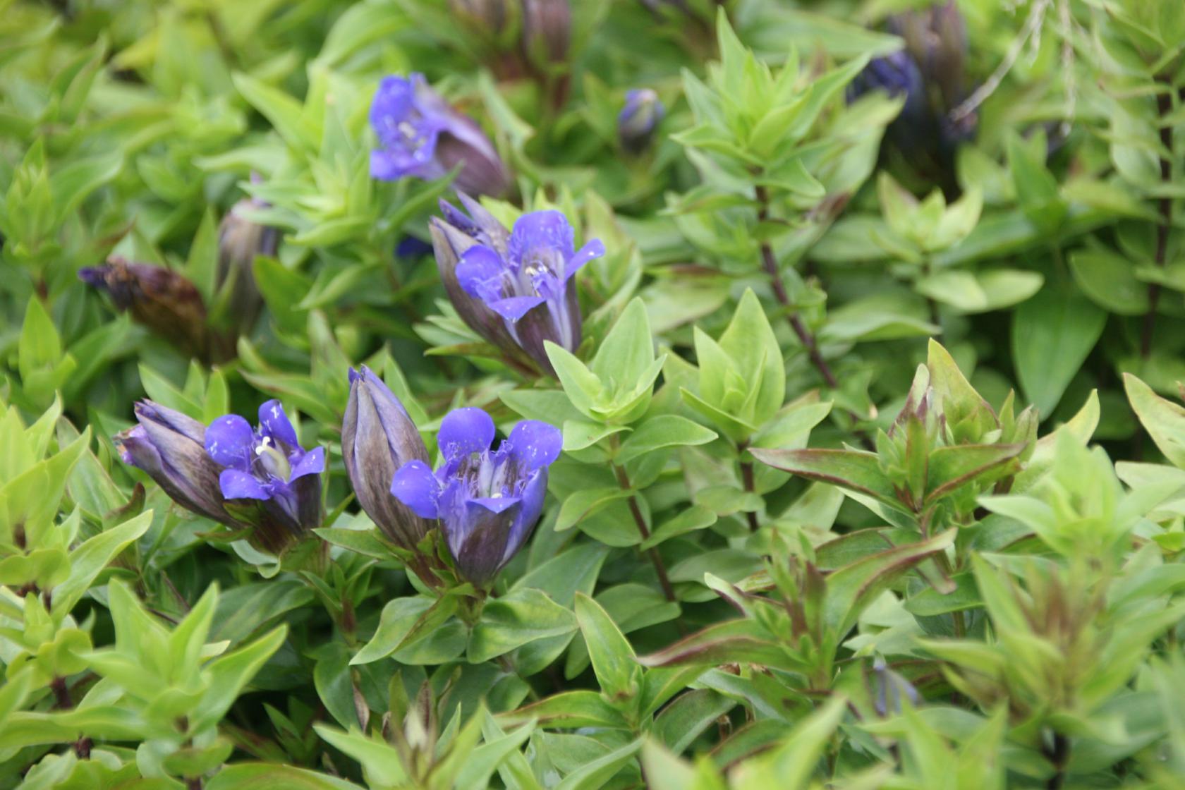 Gentiana septemfida var.lagodechiana