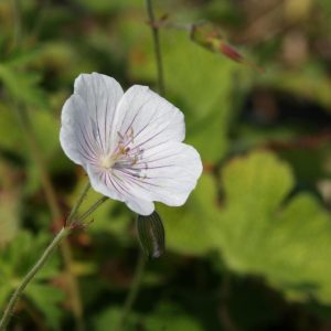 Geranium himalayense 'Derrick Cook'
