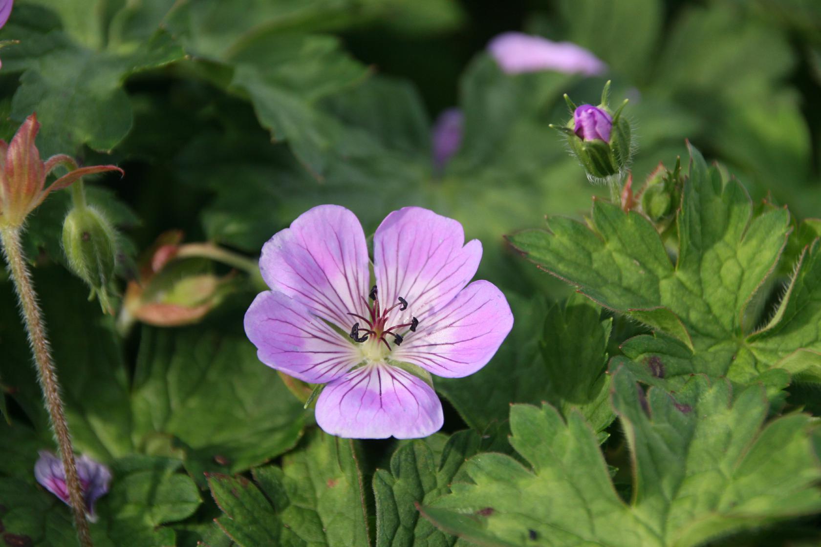 Geranium wallichianum 'Sweet Heidi (S)