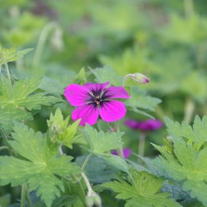 Geranium procurrens 'Ann Thomson'