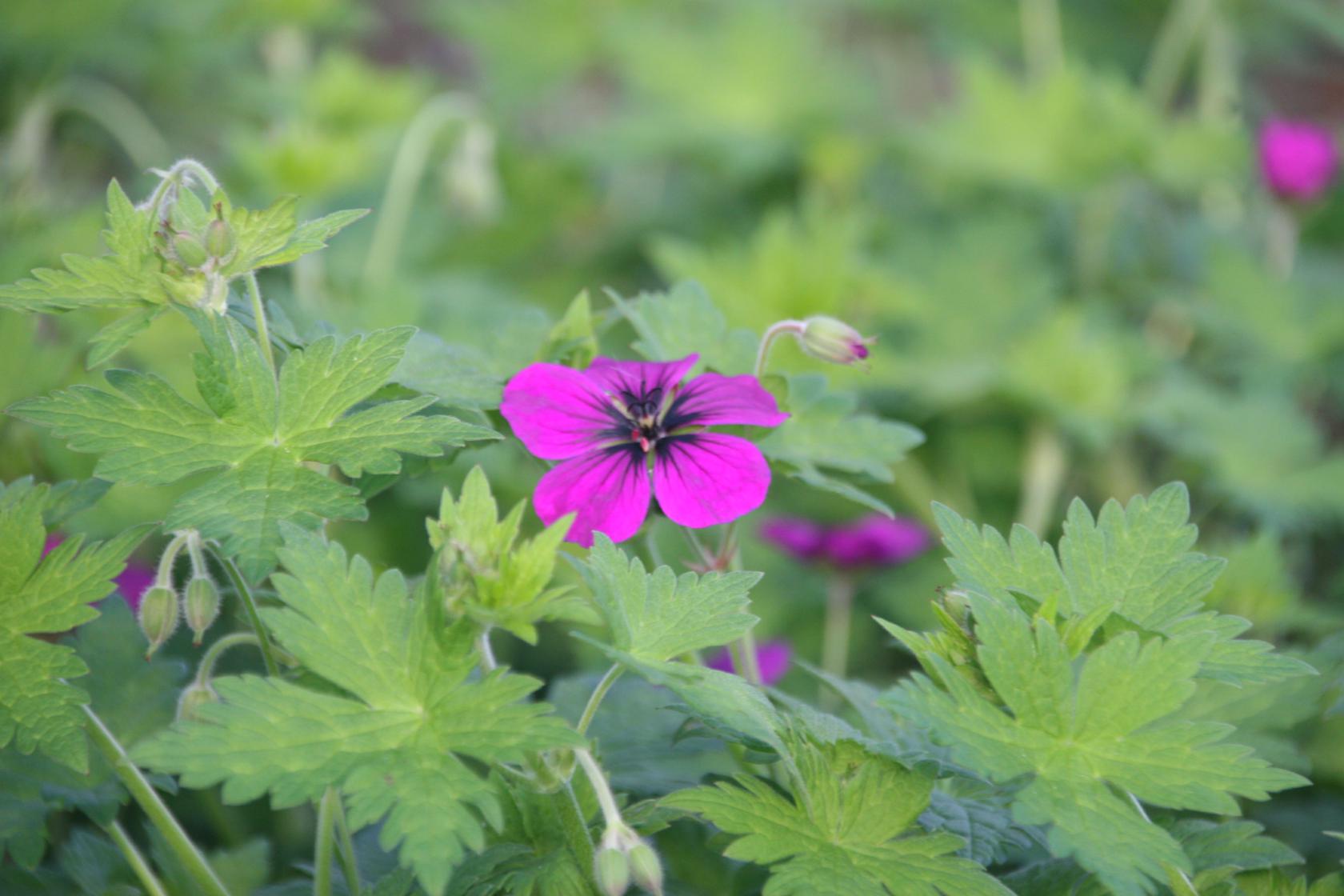 Geranium procurrens 'Ann Thomson'