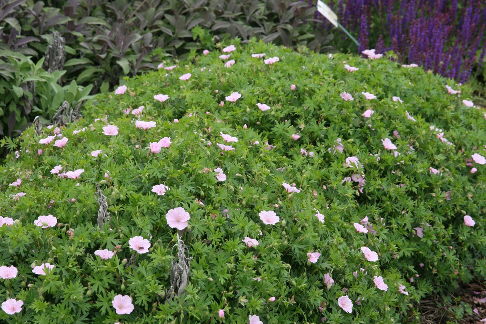Geranium sanguineum 'Apfelblüte'