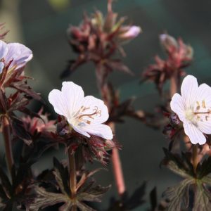 Geranium pratense 'Black'n White' (S)