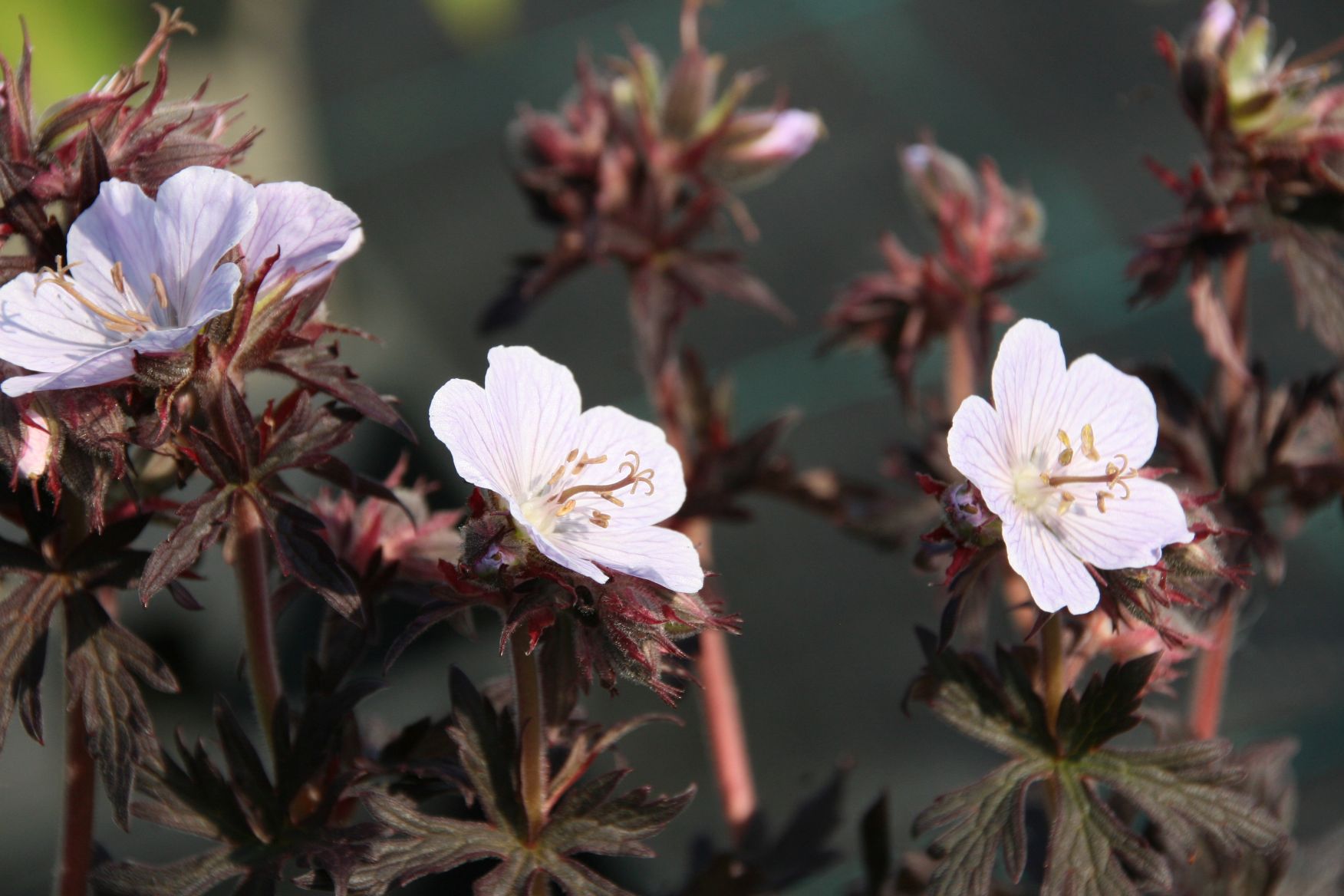 Geranium pratense 'Black'n White' (S)