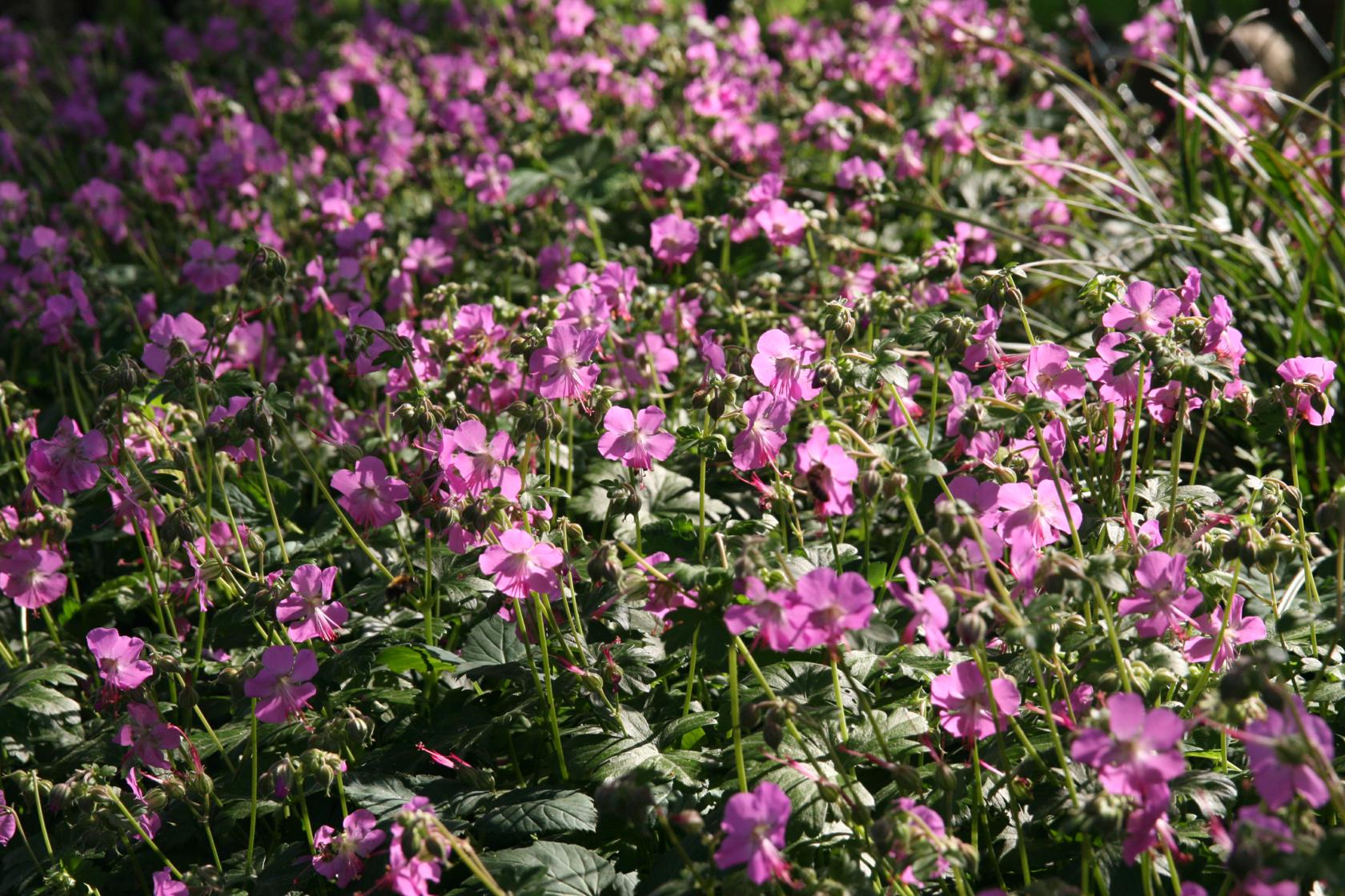 Geranium x cantabrigiense 'Berggarten'