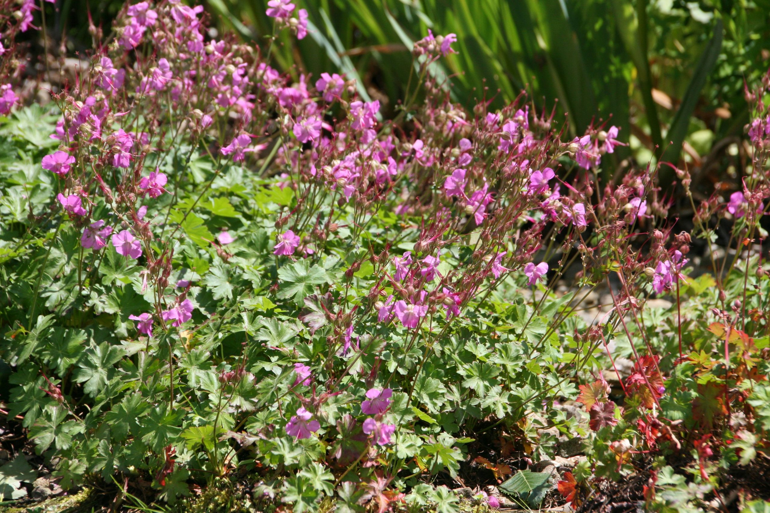 Geranium x cantabrigiense 'Karmina'